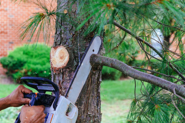 Professional  Tree Services in Hazlehurst, MS